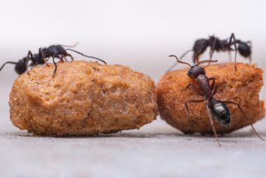How to Get Rid of Ants in The Kitchen