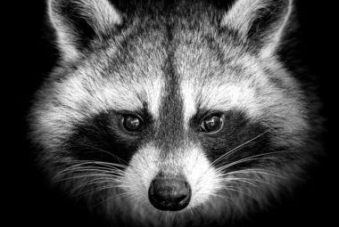 Get Rid Of Raccoons