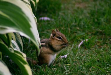 Get Rid of Chipmunks