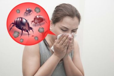 Get Rid of Dust Mites