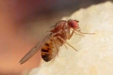 Get Rid of Fruit Flies