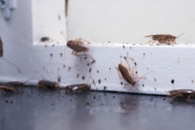 get rid of cockroaches