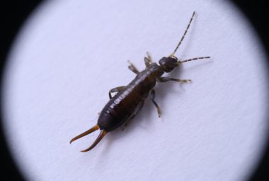 get rid of earwigs