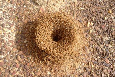 get rid of pavement ants