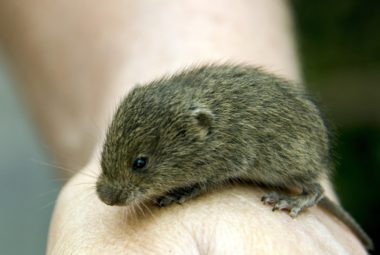 vole
