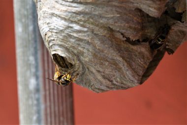 eliminate a wasp nest