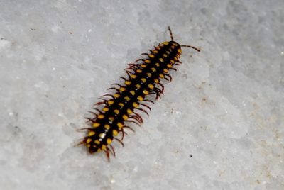centipedes in the home